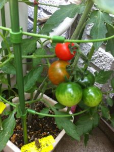 自家栽培のトマト